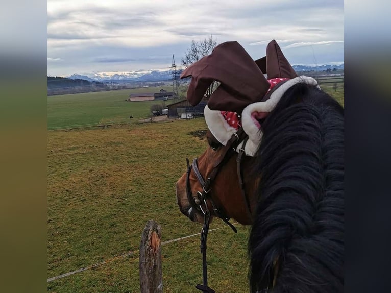 Bayerisches Warmblut Stute 17 Jahre 166 cm Brauner in Altenmünster