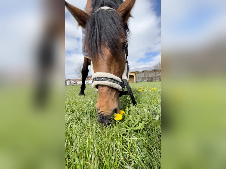Bayerisches Warmblut Stute 17 Jahre 166 cm Brauner in Altenmünster