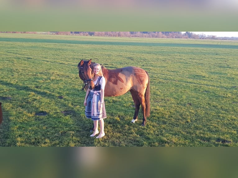 Bayerisches Warmblut Stute 17 Jahre 166 cm Brauner in Altenmünster