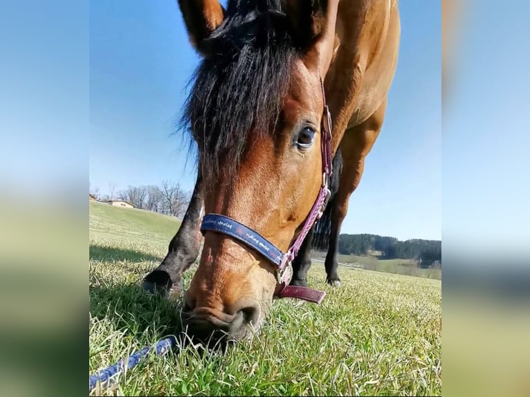 Bayerisches Warmblut Stute 17 Jahre 166 cm Brauner in Altenmünster