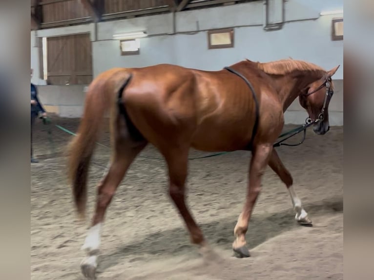 Bayerisches Warmblut Stute 17 Jahre 168 cm Fuchs in Wasserburg am Inn