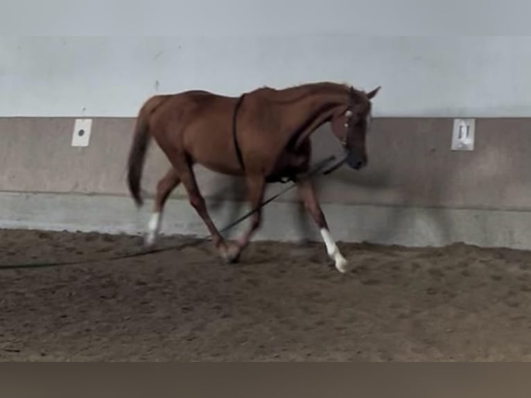 Bayerisches Warmblut Stute 17 Jahre 168 cm Fuchs in Wasserburg am Inn