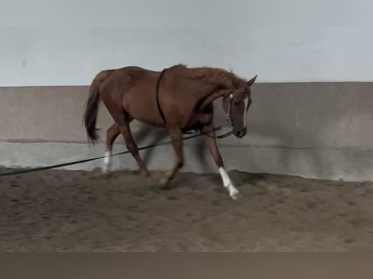 Bayerisches Warmblut Stute 17 Jahre 168 cm Fuchs in Wasserburg am Inn