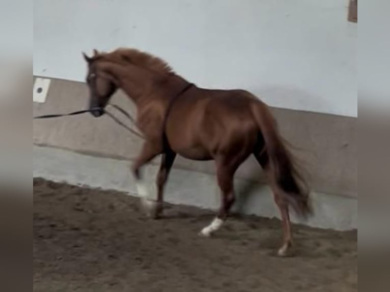 Bayerisches Warmblut Stute 17 Jahre 168 cm Fuchs in Wasserburg am Inn