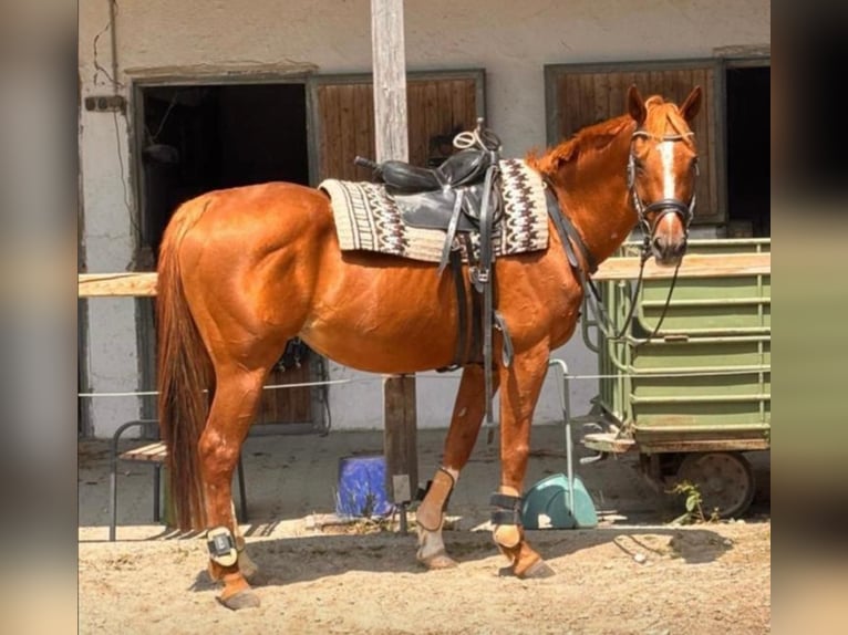 Bayerisches Warmblut Stute 17 Jahre 168 cm Fuchs in Wasserburg am Inn Bayerisches Warmblut Stute 17 Jahre 168 cm Fuchs in Wasserburg am Inn