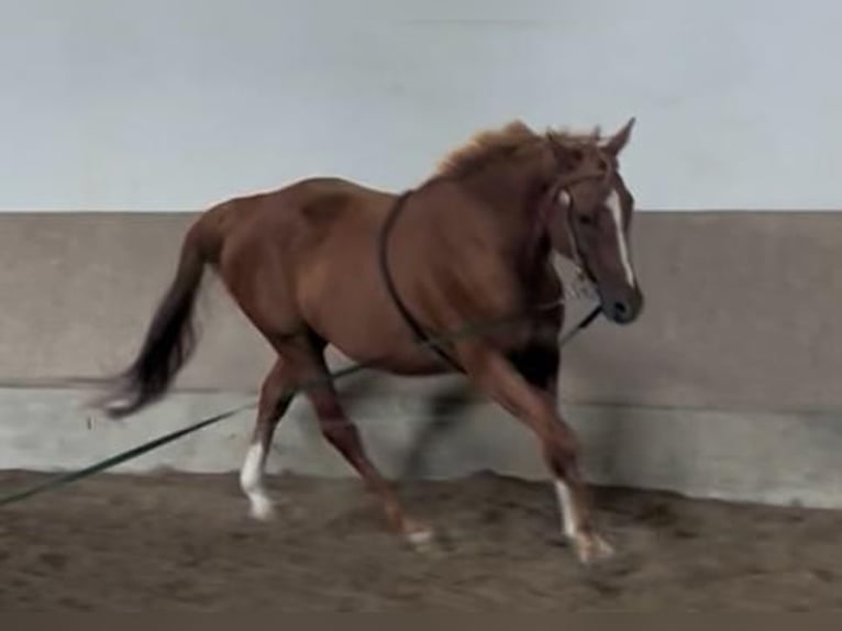 Bayerisches Warmblut Stute 17 Jahre 168 cm Fuchs in Wasserburg am Inn