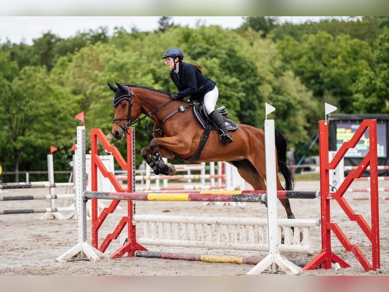 Bayerisches Warmblut Stute 17 Jahre 170 cm Brauner in Unterbreizbach