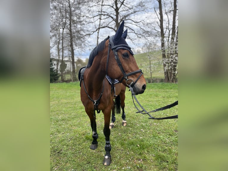 Bayerisches Warmblut Stute 17 Jahre 170 cm Brauner in Unterbreizbach