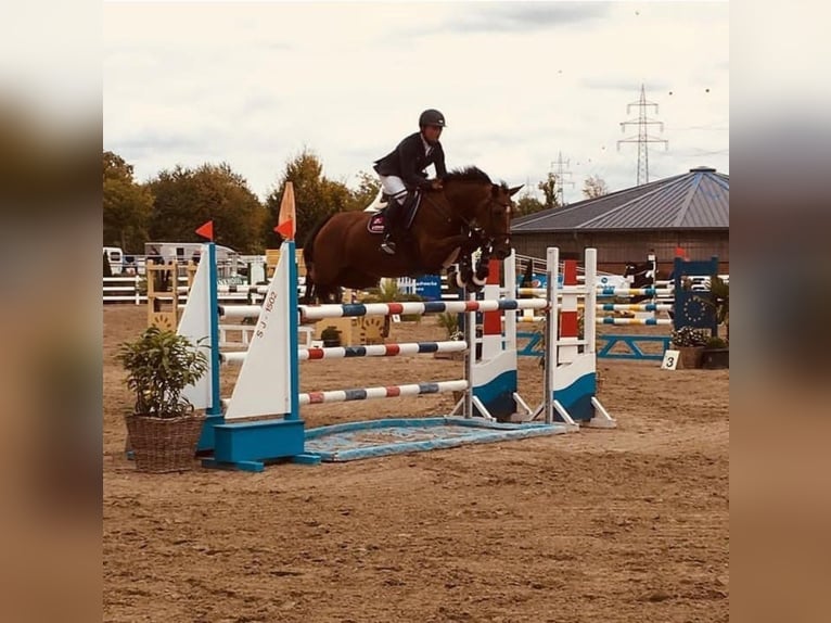 Bayerisches Warmblut Stute 17 Jahre 172 cm Brauner in Seester