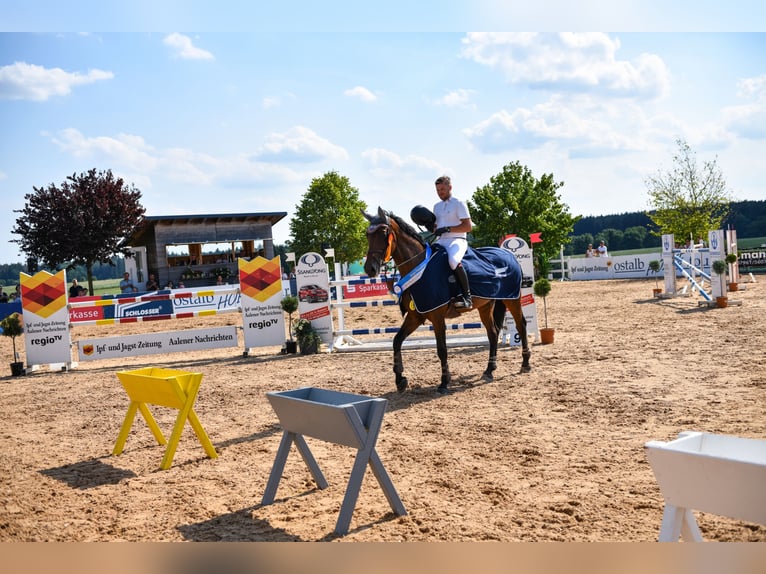 Bayerisches Warmblut Stute 17 Jahre 172 cm Dunkelbrauner in Jagstzell