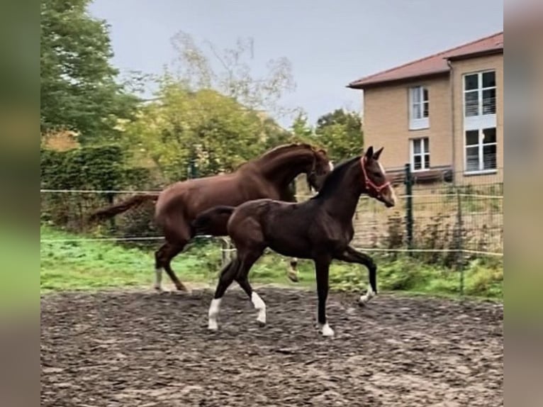 Bayerisches Warmblut Stute 17 Jahre 178 cm Fuchs in Berlin