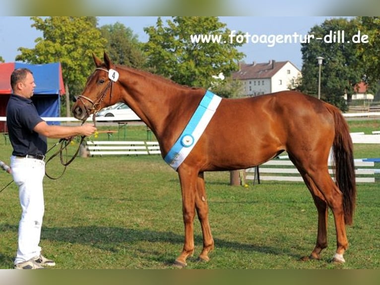 Bayerisches Warmblut Stute 18 Jahre 167 cm Dunkelfuchs in Vohburg an der Donau