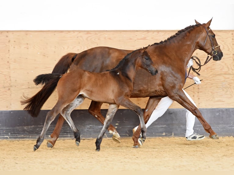 Bayerisches Warmblut Stute 18 Jahre 167 cm Dunkelfuchs in Vohburg an der Donau