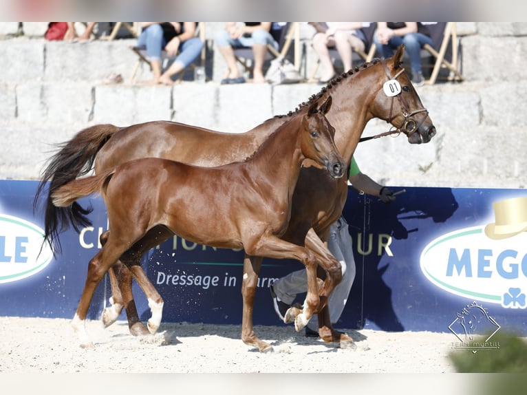Bayerisches Warmblut Stute 18 Jahre 167 cm Dunkelfuchs in Vohburg an der Donau