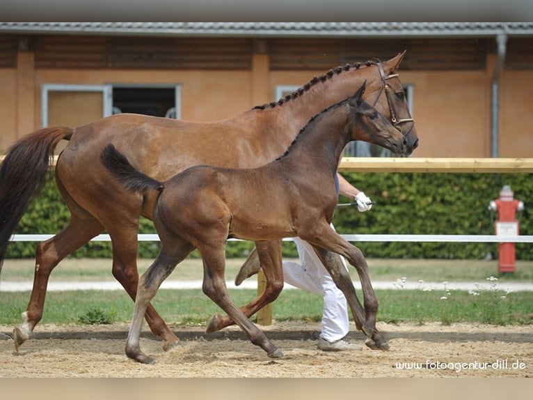Bayerisches Warmblut Stute 18 Jahre 167 cm Dunkelfuchs in Vohburg an der Donau