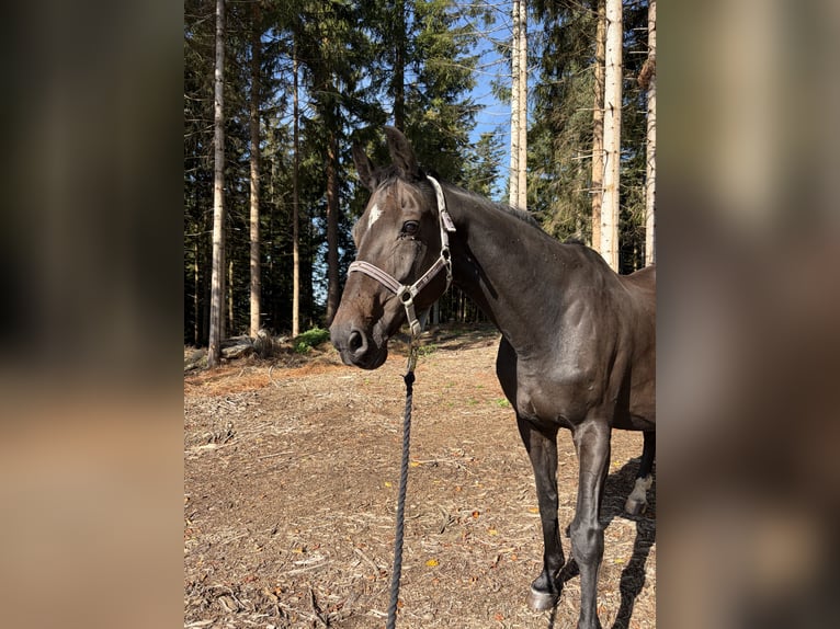 Bayerisches Warmblut Stute 18 Jahre 168 cm Schwarzbrauner in Neureichenau