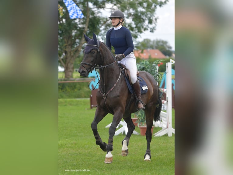 Bayerisches Warmblut Stute 18 Jahre 168 cm Schwarzbrauner in Neureichenau