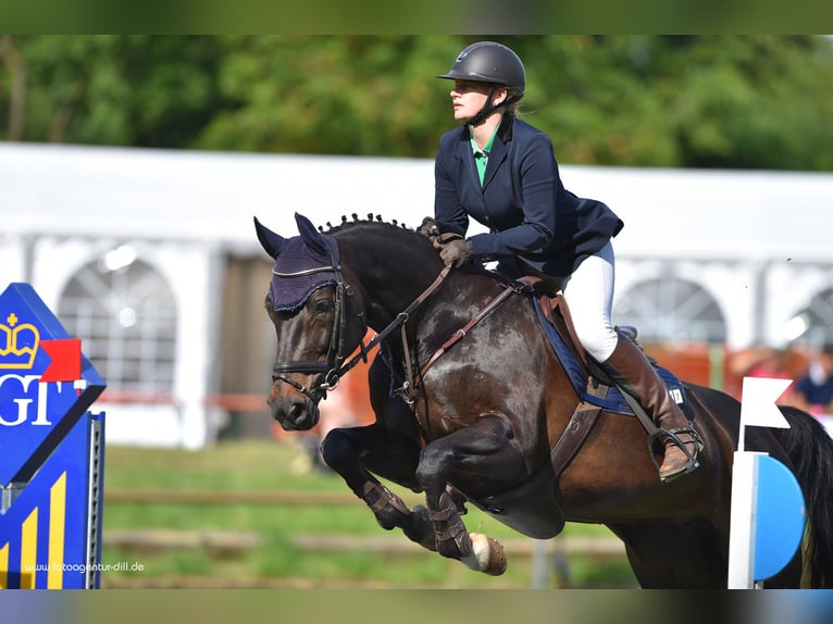 Bayerisches Warmblut Stute 18 Jahre 168 cm Schwarzbrauner in Neureichenau