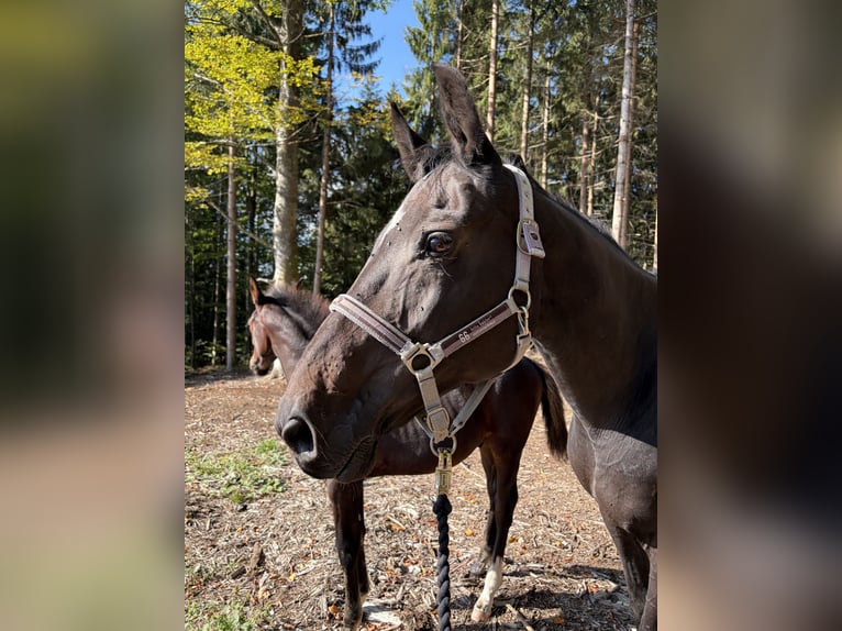 Bayerisches Warmblut Stute 18 Jahre 168 cm Schwarzbrauner in Neureichenau