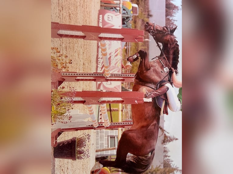 Bayerisches Warmblut Stute 18 Jahre 168 cm Schwarzbrauner in Neureichenau