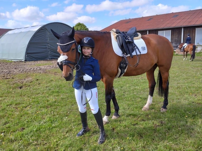 Bayerisches Warmblut Stute 18 Jahre 174 cm Brauner in Schönwalde am Bungsberg