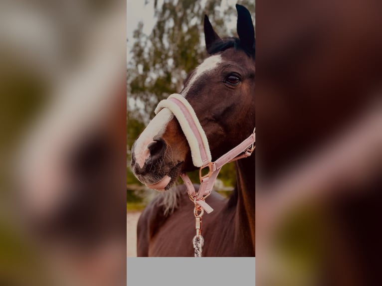 Bayerisches Warmblut Stute 19 Jahre 155 cm Rappe in Cadolzburg