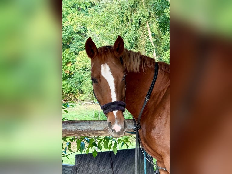 Bayerisches Warmblut Stute 19 Jahre 163 cm Fuchs in Lauf an der Pegnitz