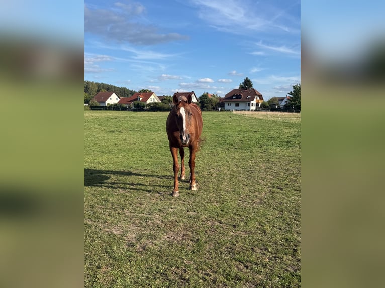 Bayerisches Warmblut Stute 19 Jahre 163 cm Fuchs in Lauf an der Pegnitz