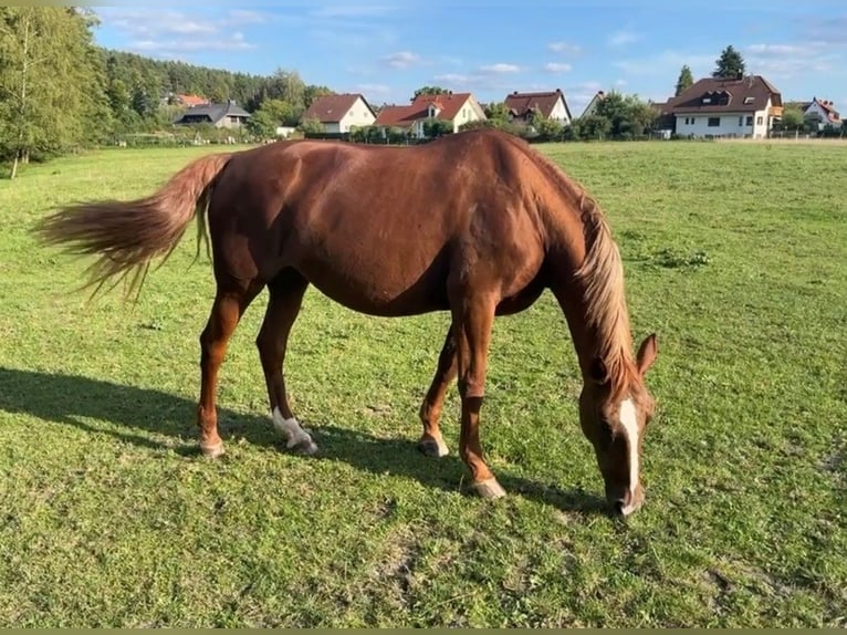 Bayerisches Warmblut Stute 19 Jahre 163 cm Fuchs in Lauf an der Pegnitz