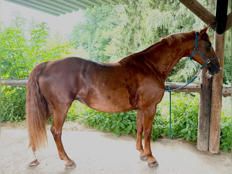 Bayerisches Warmblut Stute 19 Jahre 163 cm Fuchs in Lauf an der Pegnitz