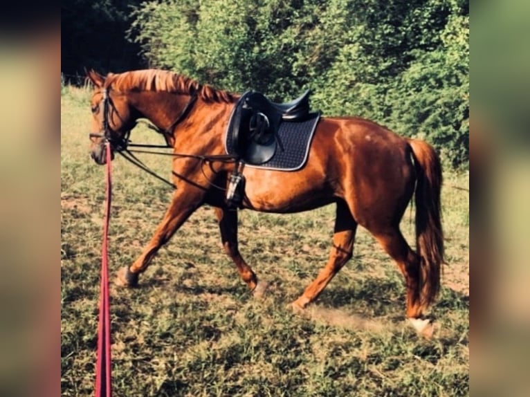 Bayerisches Warmblut Stute 19 Jahre 163 cm Fuchs in Lauf an der Pegnitz