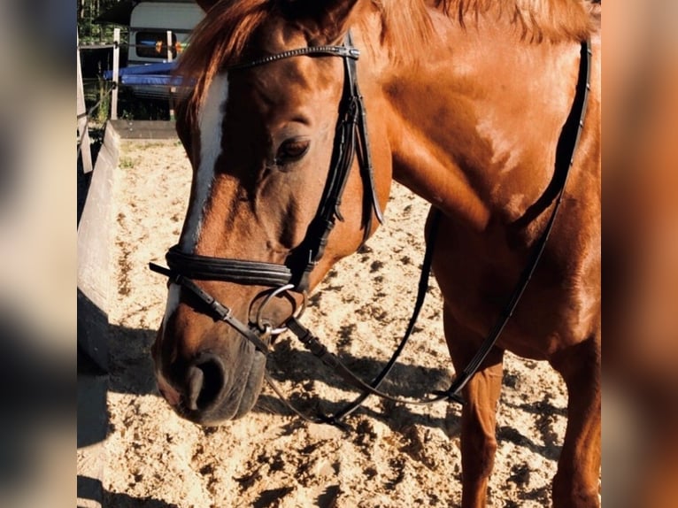 Bayerisches Warmblut Stute 19 Jahre 163 cm Fuchs in Lauf an der Pegnitz