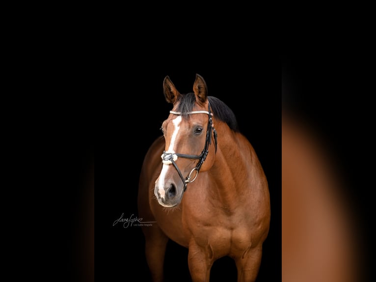 Bayerisches Warmblut Stute 19 Jahre 165 cm Brauner in Dinkelsb&#xFC;hl
