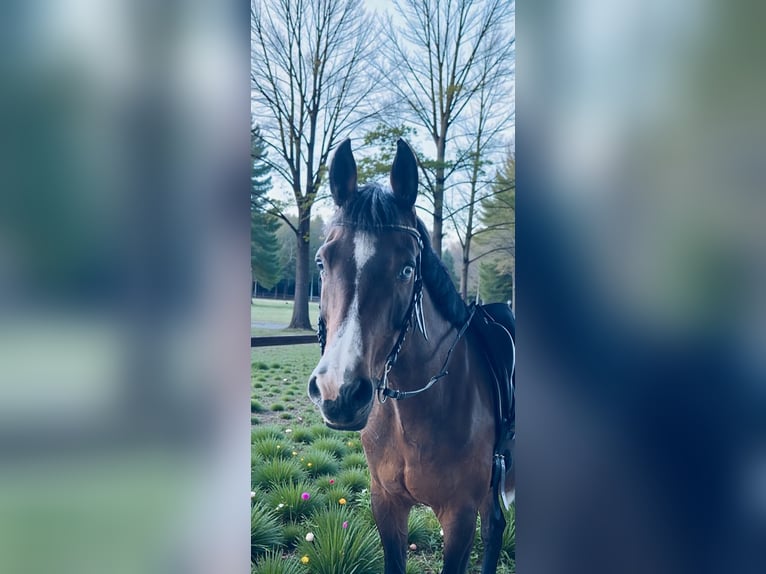 Bayerisches Warmblut Stute 19 Jahre 170 cm Brauner in Warstein