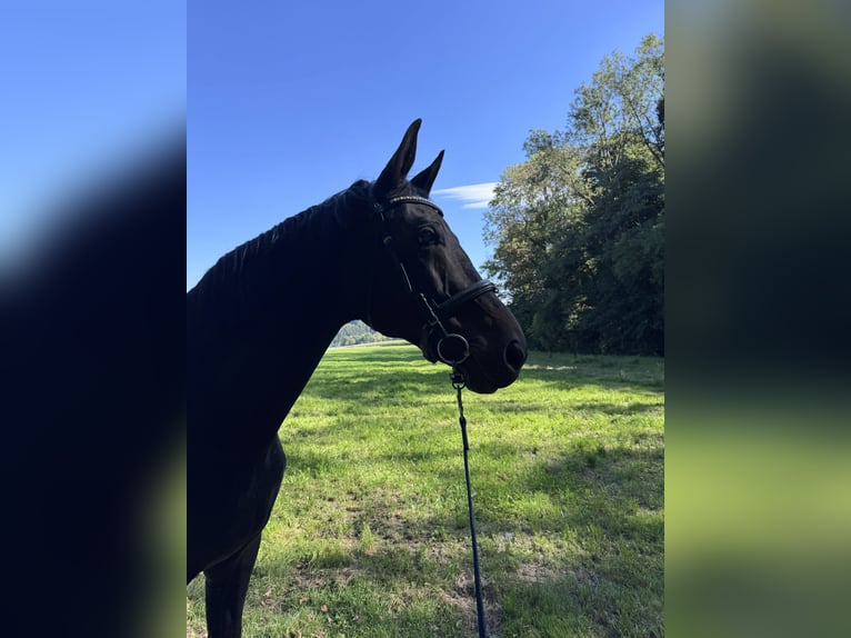 Bayerisches Warmblut Stute 19 Jahre 179 cm Rappe in Buch am Buchrain