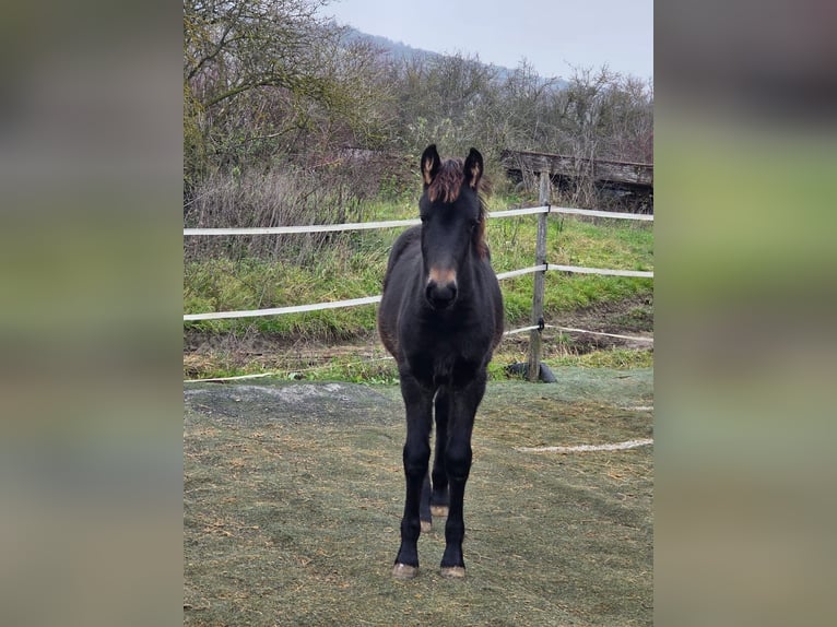 Bayerisches Warmblut Mix Stute 1 Jahr 160 cm Kann Schimmel werden in Gau Bickelheim