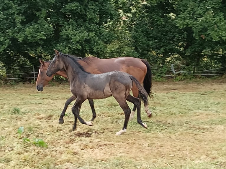Bayerisches Warmblut Stute 1 Jahr 165 cm Grullo in Rauschenberg
