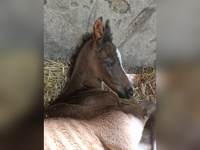 Bayerisches Warmblut Stute 1 Jahr Dunkelbrauner in Erkrath