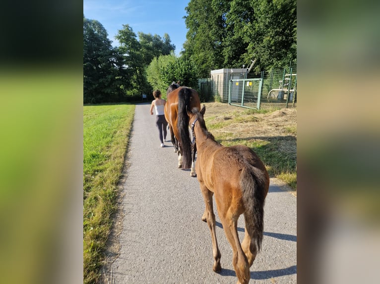 Bayerisches Warmblut Stute 1 Jahr Dunkelbrauner in Erkrath