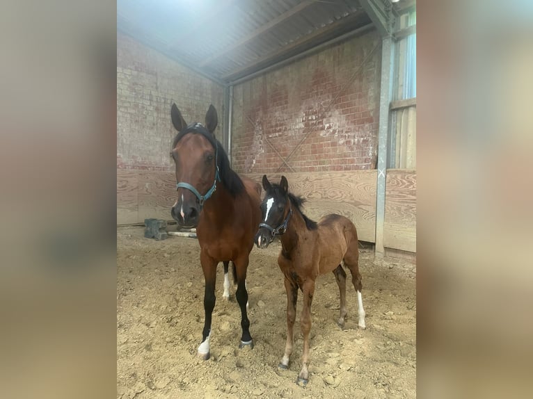 Bayerisches Warmblut Stute 1 Jahr Dunkelbrauner in Erkrath