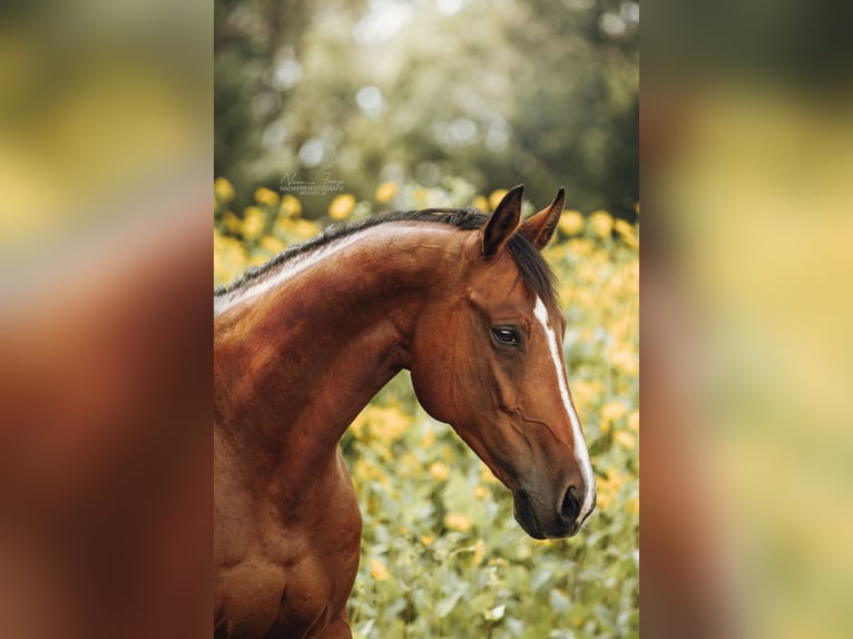 Bayerisches Warmblut Stute 20 Jahre 165 cm Brauner in Dinkelsbühl