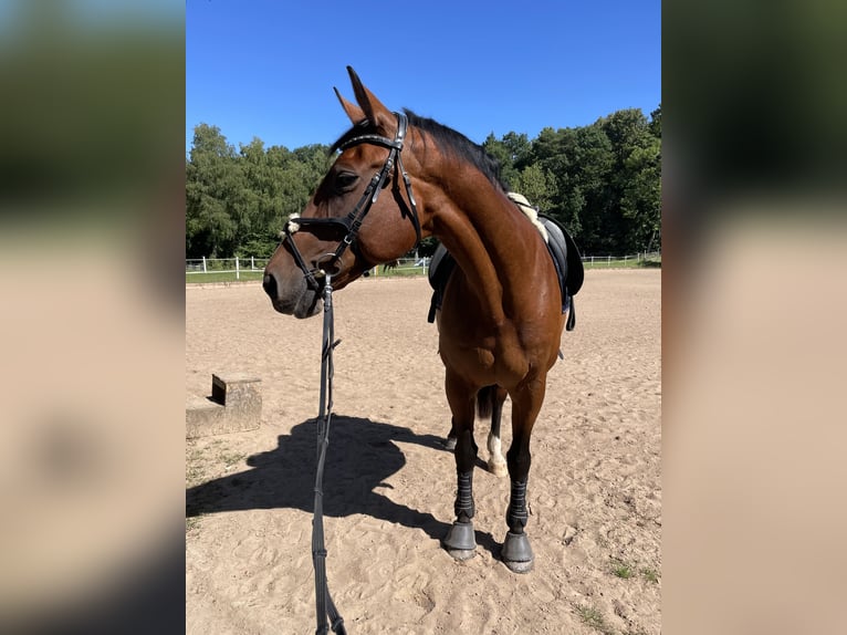 Bayerisches Warmblut Stute 20 Jahre 165 cm Brauner in Dinkelsbühl