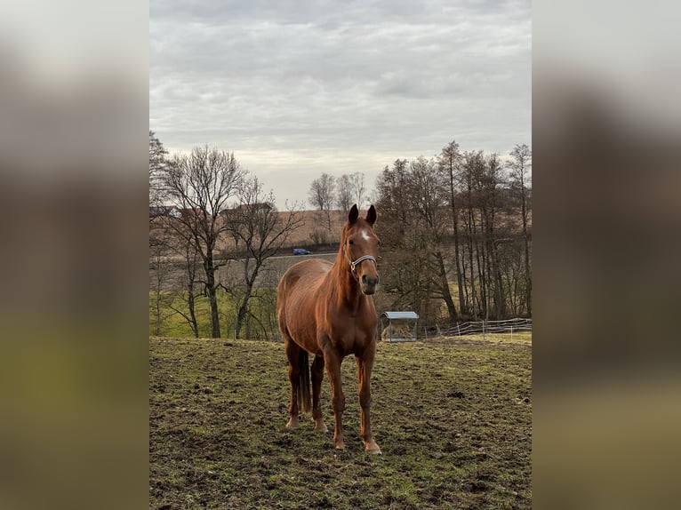 Bayerisches Warmblut Stute 20 Jahre 166 cm Fuchs in Erharting