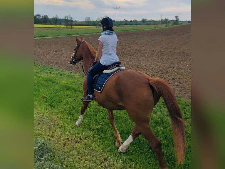 Bayerisches Warmblut Stute 20 Jahre 170 cm Fuchs in Wassertrüdingen