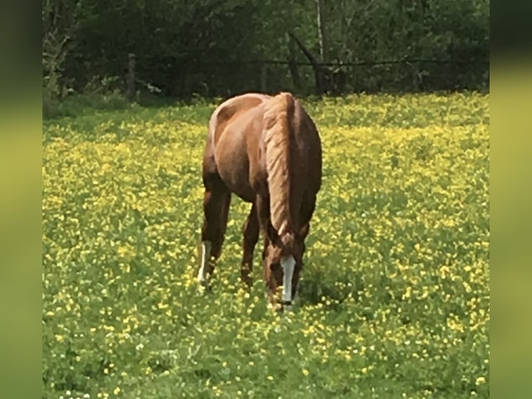 Bayerisches Warmblut Stute 20 Jahre 170 cm Fuchs in Wassertrüdingen