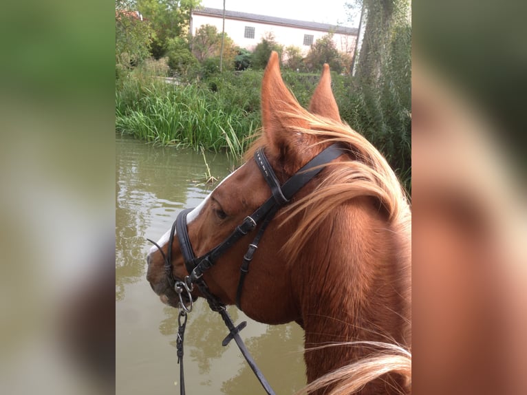Bayerisches Warmblut Stute 20 Jahre 170 cm Fuchs in Wassertrüdingen