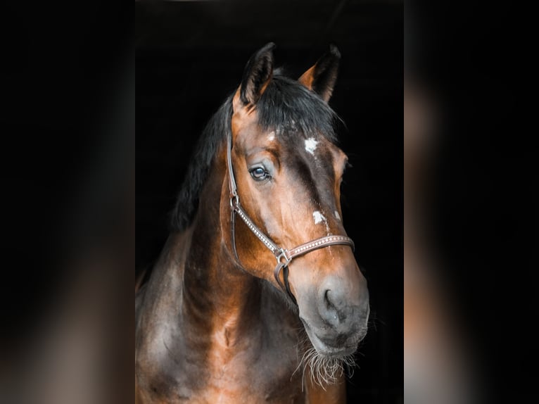 Bayerisches Warmblut Stute 20 Jahre 175 cm Brauner in Pilsting