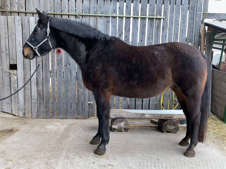 Bayerisches Warmblut Stute 20 Jahre Dunkelbrauner in Schopfloch