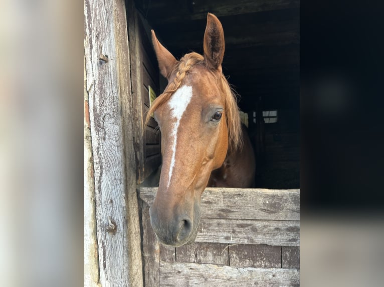 Bayerisches Warmblut Stute 21 Jahre 159 cm Fuchs in Ostrach