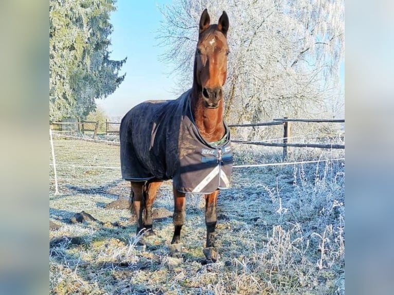 Bayerisches Warmblut Stute 21 Jahre 174 cm Brauner in M&#xFC;nchen